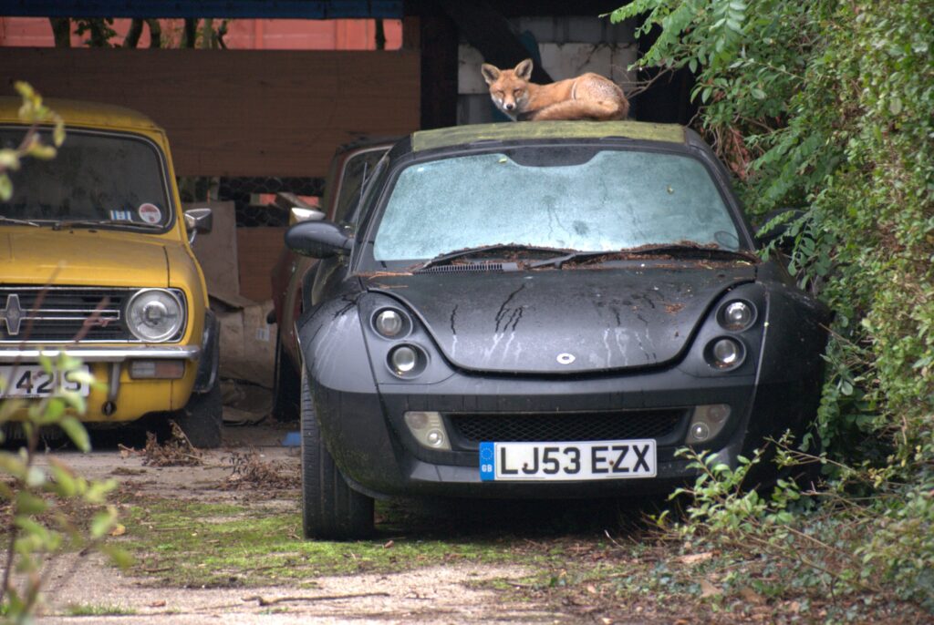 A fox lying on the roof of a Smart Roadster