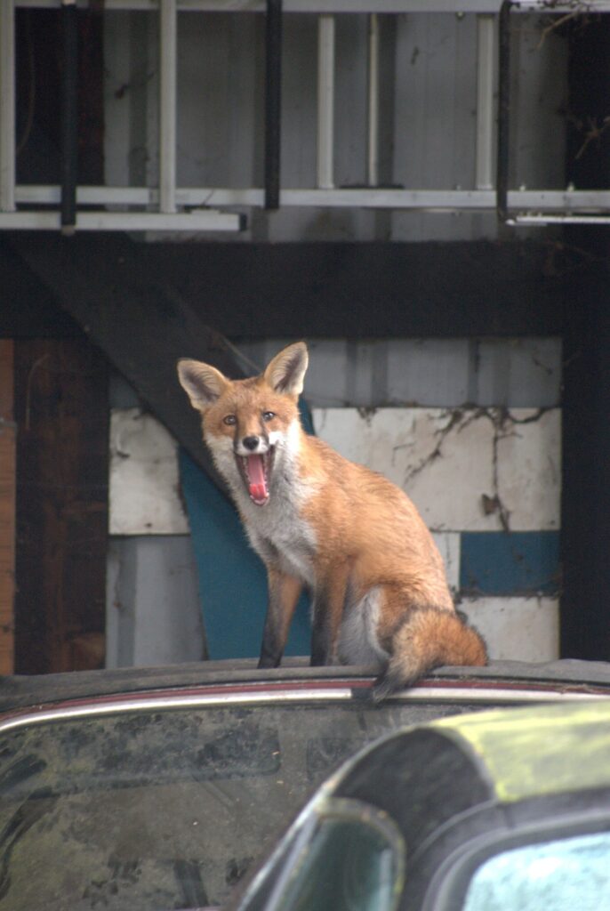 A fox yawning on the roof of a Triumph Spitfire