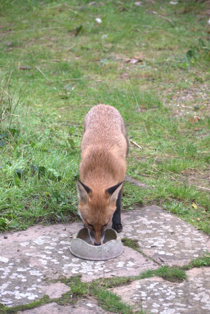 A fox eating out of a bowl in the garden