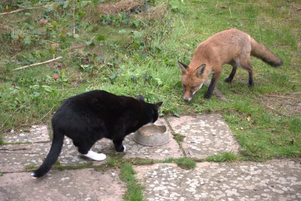 A black and white cat eating out of a bowl in the garden, while a fox stares at him